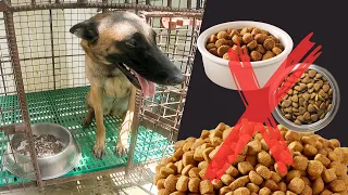 Vlog 179: BAKIT MABILIS MAG-SAWA SA DOGFOOD ANG ASO? #dog #dogfood #dogfoodbrands