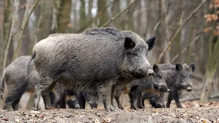 How Farmers Deal With Giant Wild Boars Attacking Farms And Crops in U.S and Canada