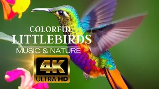 Unveiling Nature's Majesty: 8K Ultra HD Video of Majestic Animals