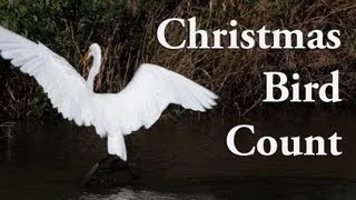 Audubon's Christmas Bird Count