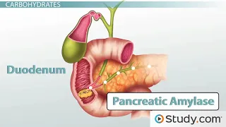 Carbohydrate Digestion and Absorption  Process & End Products