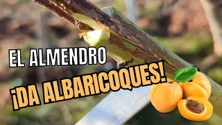 Cómo podar e injertar un Almendro para que de albaricoques