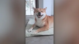 Cutest and Funniest Shiba Inu Videos  #2