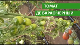 Томат ДЕ БАРАО ЧЕРНЫЙ, не только урожайный, вкусный, но и лежкий, можно хранить до 5 месяцев