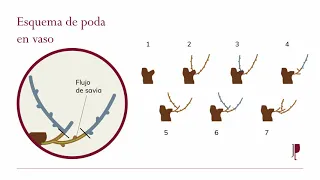 Formación online poda de la vid