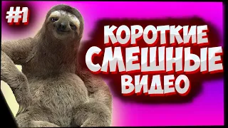 Смешные видео 2020 ● Смешные испуги людей и животных  ● Короткие Смешные видео