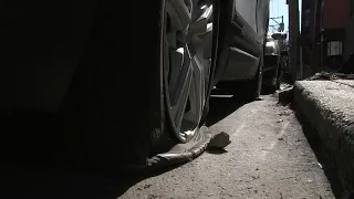 Multiple tires slashed, feces reportedly spread on cars in vandalism spree: Residents