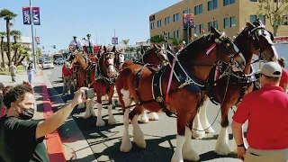 City and County of Denver (@budweiserhorse) (#cityofdenver) #sblvi #cityandcountyofdenver