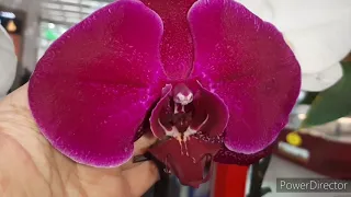 Орхидеи в Ашане/ Синголо/14 ноября 2020 г.