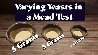 How Does Varying Yeast Effect a Mead? (1 vs 3 vs 5 Grams)