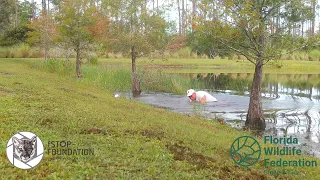 Web Extra: Florida Man Rescues Puppy From Alligator