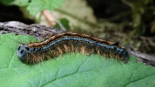 Caterpillar Sting | How to Treat a Caterpillar Sting