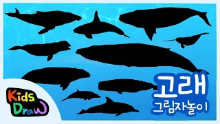 우리 아이가 좋아하는 고래 그림자놀이 | 고래 퀴즈 맞추기 |  10가지 다양한 고래를 만나보아요 |  Whales Quiz for Children | 키즈드로우