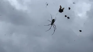 Spiders