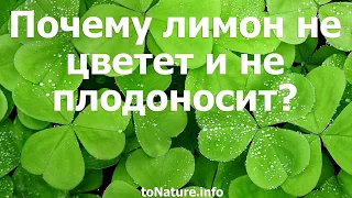 Почему лимон не цветет и не плодоносит?