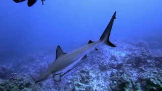 Scuba Diving in Exuma Cays, Bahamas