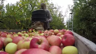 Apple picking New-Zealand