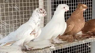 Двухчубые Голуби Кептерлер Pigeons Каптар