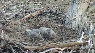 Hays Eagles Eaglet Pellets Casting 4.14.20