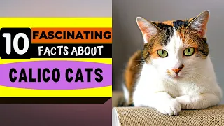 10 Fascinating facts About Calico Cats (#10 is simply amazing)