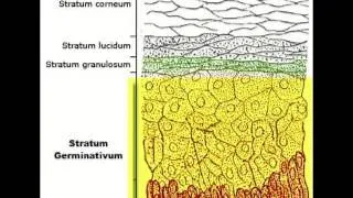 The Epidermis