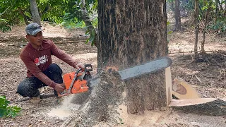 Strong & Fast ‼️ Husqvarna 395xp, Cut down 2 Trembesi trees.