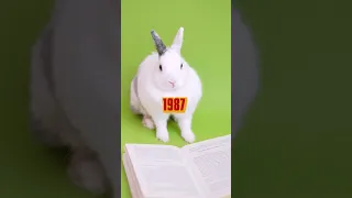 Год Черного Кролика - 2023