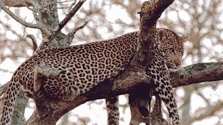 Guided Safari vs. Self Drive Safari in Kruger National Park South Africa