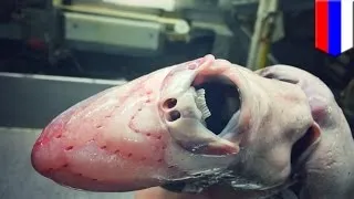 Bizarre deep sea creatures: Pictures of Russian fisherman’s catch go viral - TomoNews