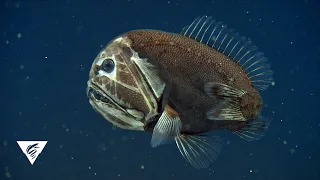 Weird and Wonderful: The fangtooth fish has a face only a mother could love