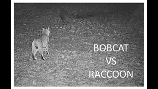 Bobcat vs Raccoon