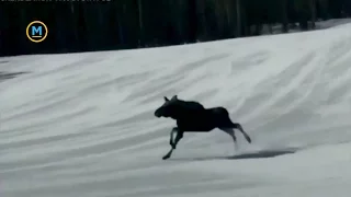 Something you don't see every day: Moose hitting the slopes | Your Morning