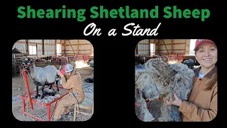 Shearing Shetland Sheep on a Stand (tips & tricks)