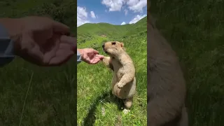 Funny animal videos I found on Instagram 116