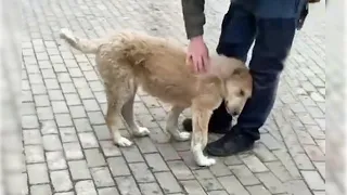 "Please don't leave me alone here." The dog earnestly begged the man with wet eyes