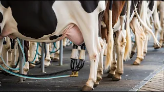 How Milk is Made