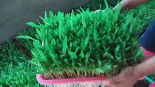 Low Cost Hydrophonic maize grass..