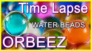 Orbeez Water Beads Time Lapse