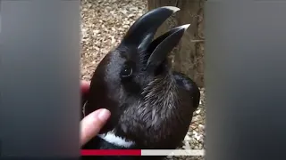 Угадай ворон или кролик. Cuervo o conejo. Raven or rabbit.