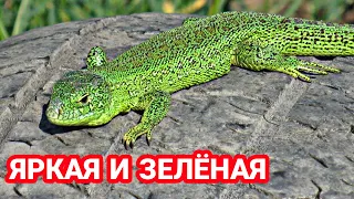 КАК СДЕЛАТЬ ПРЫТКУЮ ЯЩЕРИЦУ ЗЕЛЁНОЙ! КАК СДЕЛАТЬ ЯЩЕРИЦУ ЯРЧЕ! EXO TOP