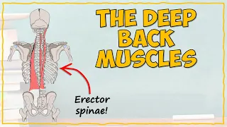 Back Muscles Part 1: Deep Muscles
