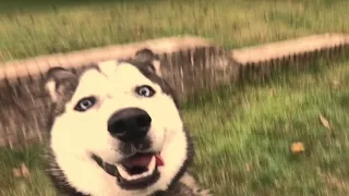 Smile dog caught on tape