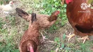 SIMPLING NATIVE CHICKEN FARMING