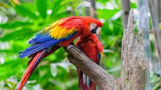 Chirps and Charms: Exploring the World of Parrots