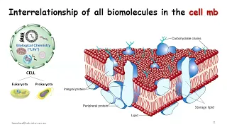 Lipid biomarkers, those fatty guys key for the search of (early and extraterrestrial) life