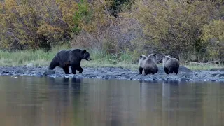 Chilko Bear Encounter