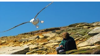 Albatrosse - Meisterflieger auf hoher See