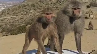 The Funny Moments Of Baboons | Nature Life