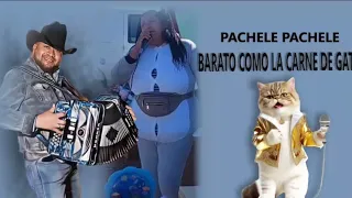 pache pache barato como la carne de gato