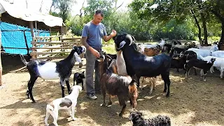 LA STANA,pe malul Prahovei,un om gospodar creste singur peste 80 de capre și oi! Discuții cu George